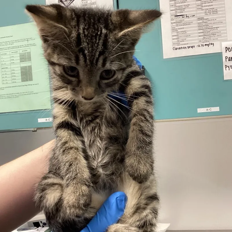 A baby small-sized female Domestic Short Hair cat named Jewel for adoption in Tampa, FL