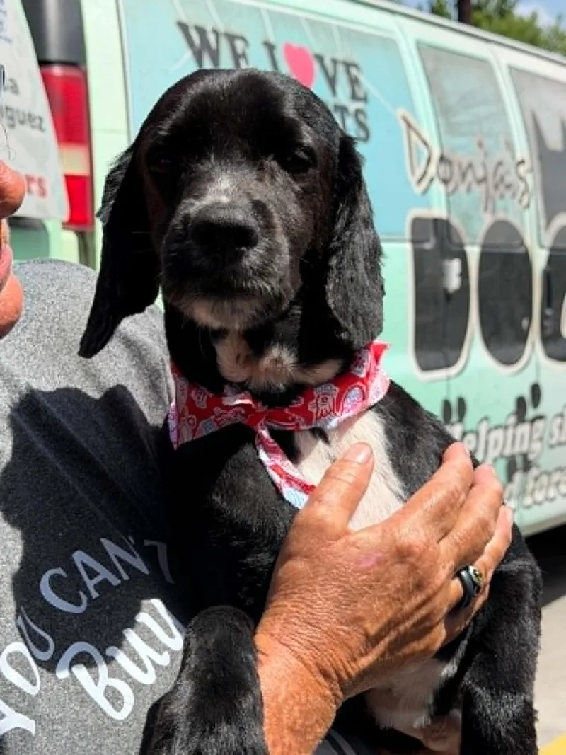 A young medium-sized male Black Cocker Spaniel dog named Alafair for adoption in Monticello, IN