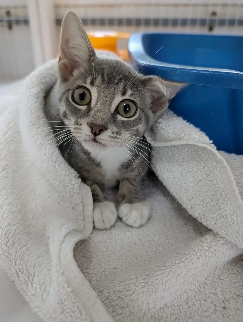 A baby medium-sized female Tabby (Gray / Blue / Silver) Domestic Short Hair cat named Subaru for adoption in Melbourne, FL