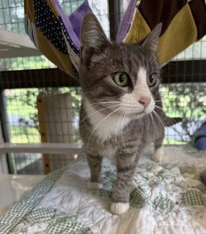 A young small-sized female Gray / Blue / Silver Domestic Short Hair cat named Helen for adoption in Midland, VA