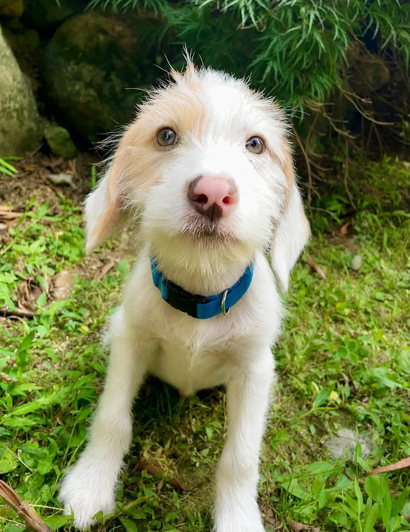 Huckleberry