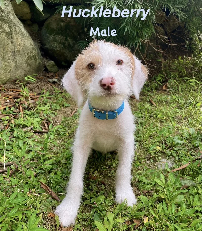 Huckleberry thumbnail 3