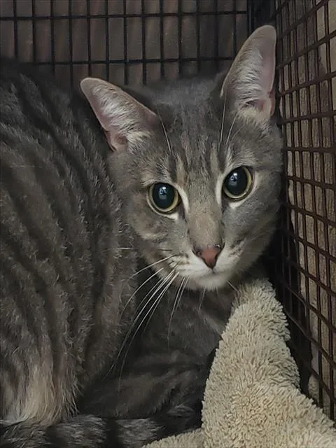 A young small-sized female Domestic Short Hair cat named Fruity Pebbles for adoption in Tucson, AZ