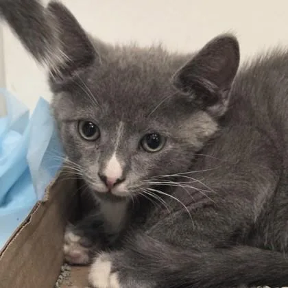 An adult small-sized male Domestic Short Hair cat named Mo for adoption in Voorhees, NJ