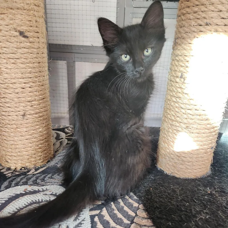 A baby medium-sized female Black Domestic Medium Hair cat named Kiwi for adoption in Orange, CA