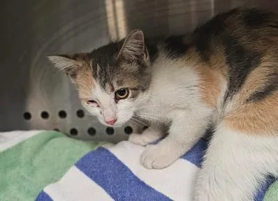 A young large-sized female Domestic Short Hair cat named Dolly for adoption in Kansas City, MO