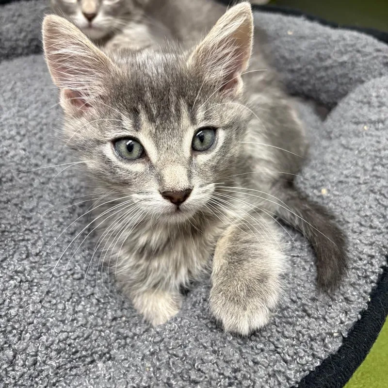 A baby small-sized male Gray / Blue / Silver Domestic Short Hair cat named Fee for adoption in Detroit Lakes, MN