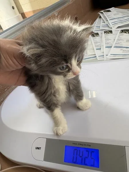 A baby small-sized male Domestic Short Hair cat named Bobby Star for adoption in Kennewick, WA