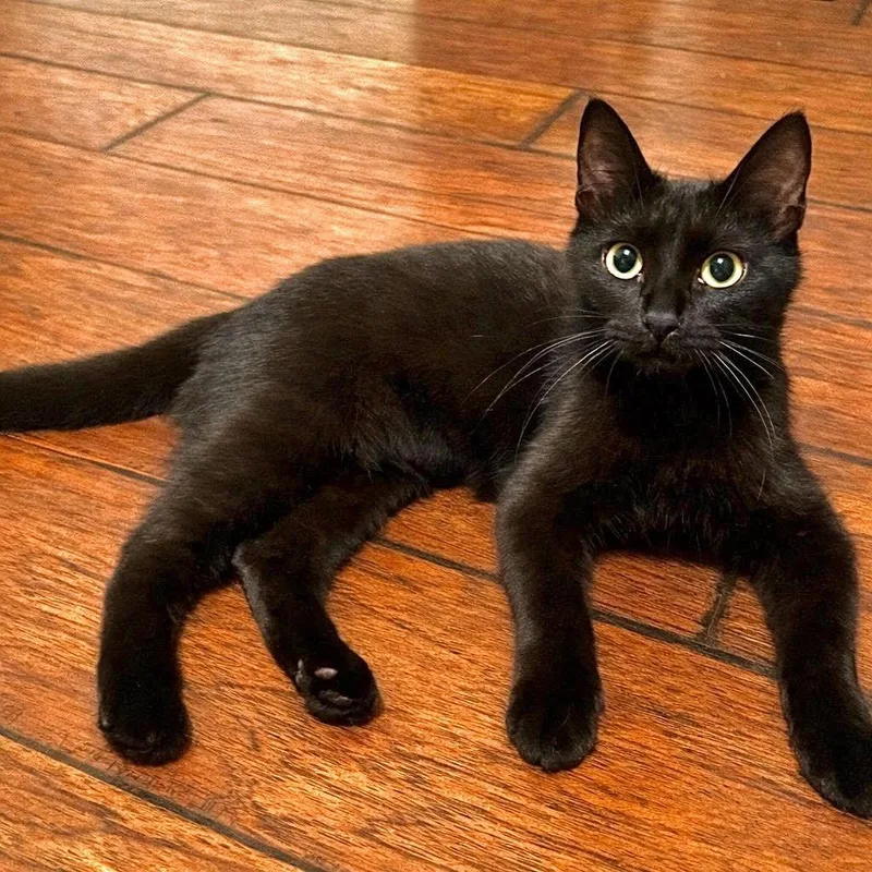 A baby medium-sized female Black Domestic Short Hair cat named Roxie for adoption in Houston, TX
