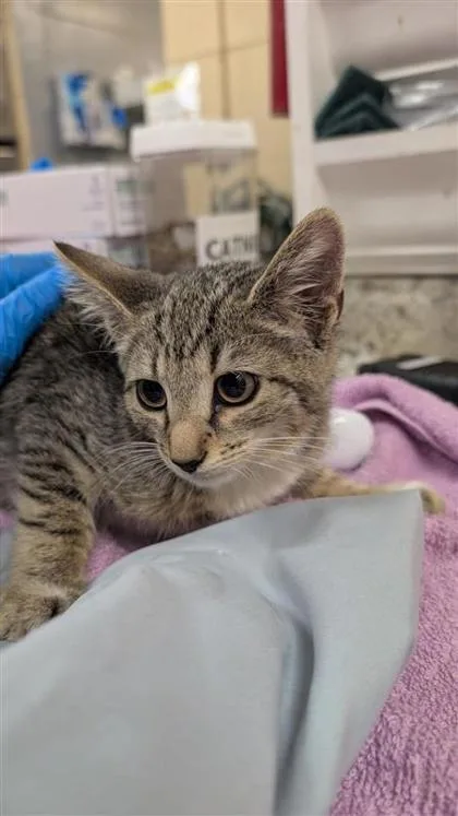 A baby small-sized female Domestic Short Hair cat named Florence for adoption in Largo, FL