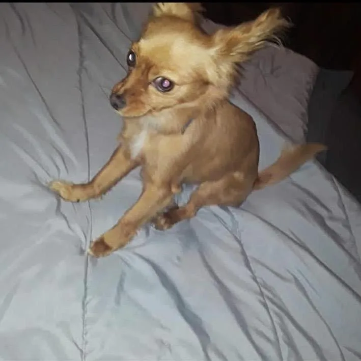 ChiChi Buttons thumbnail 3