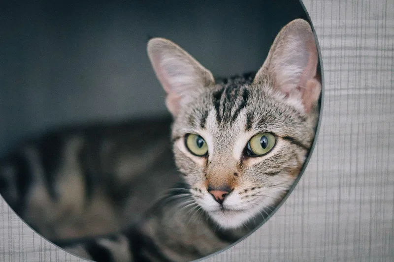 Katniss Everbean thumbnail 2