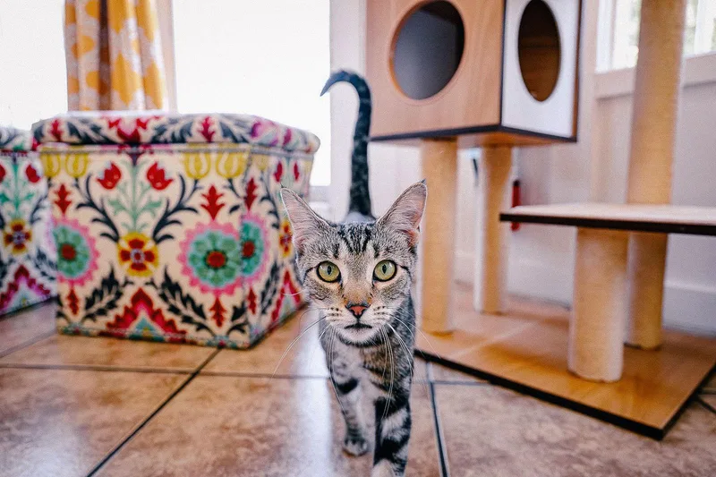 Katniss Everbean thumbnail 3