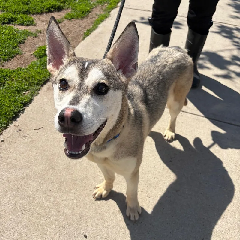 A young small-sized male Gray / Blue / Silver Husky dog named Valentino for adoption in Newark, NJ