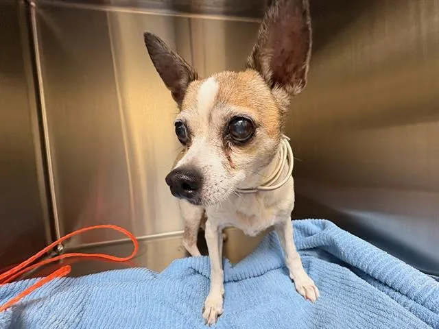 An adult small-sized female Chihuahua dog named Eleanor for adoption in Tustin, CA