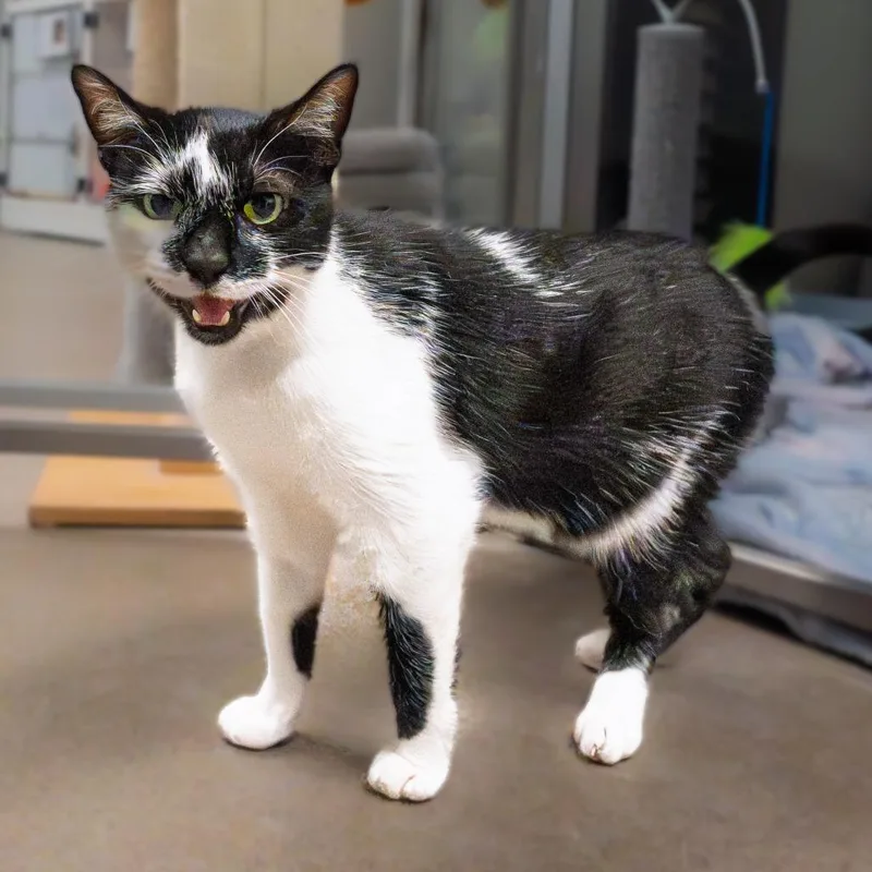 An adult medium-sized female Black Domestic Short Hair cat named Kolaczky for adoption in South Elgin, IL
