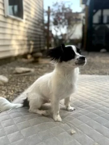 A baby small-sized male Papillon dog named Ringo for adoption in Turners Falls, MA