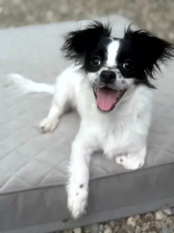Ringo thumbnail 2