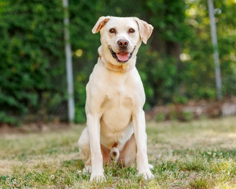 An adult large-sized male Mixed Breed dog named Arnold for adoption in Durham, NC