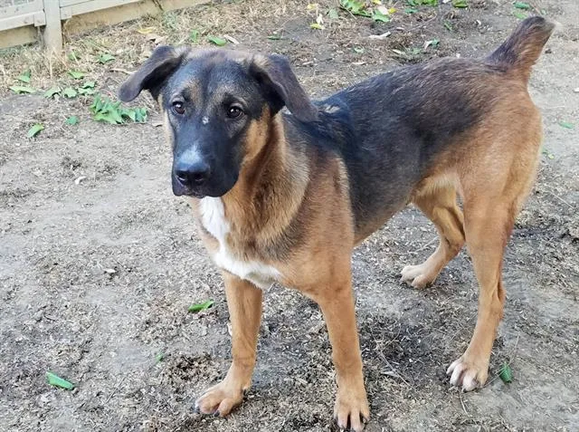 An adult large-sized male Mixed Breed dog named Prince for adoption in Chatsworth, CA