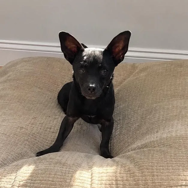 An adult small-sized male Black Chihuahua dog named Miguel for adoption in Sonoma, CA