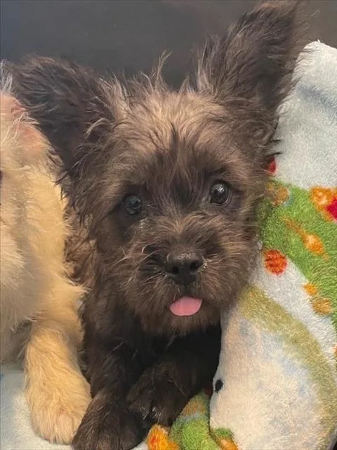 Mia
