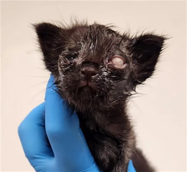 A baby small-sized female Domestic Short Hair cat named Rachel for adoption in Fort Lauderdale, FL