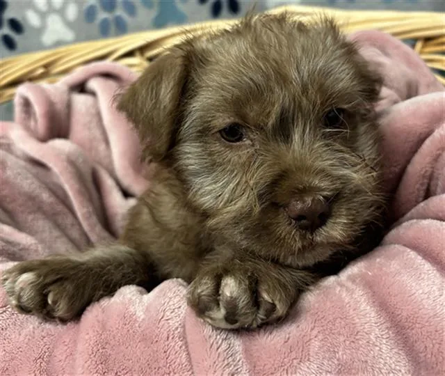 A baby small-sized male Maltese dog named Dulce for adoption in Rosenberg, TX