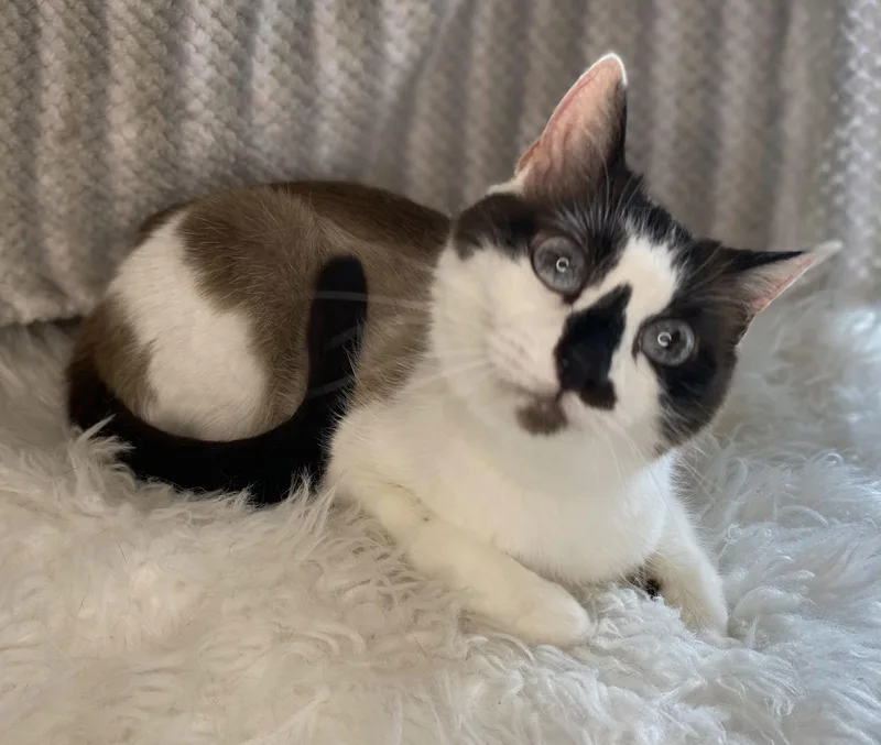 Moira  See Me thumbnail 2