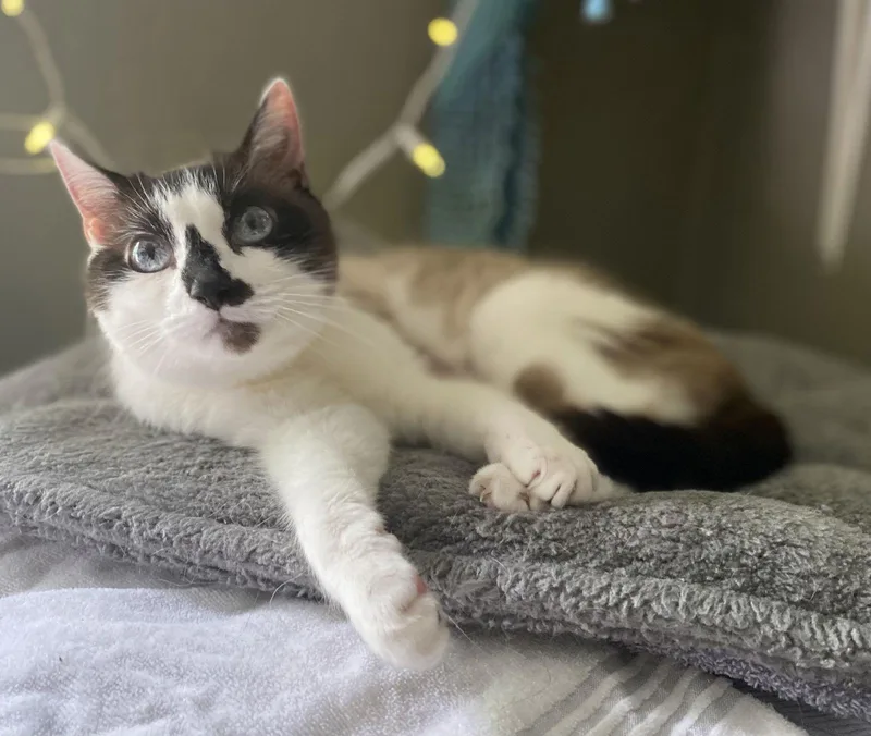 Moira  See Me thumbnail 3