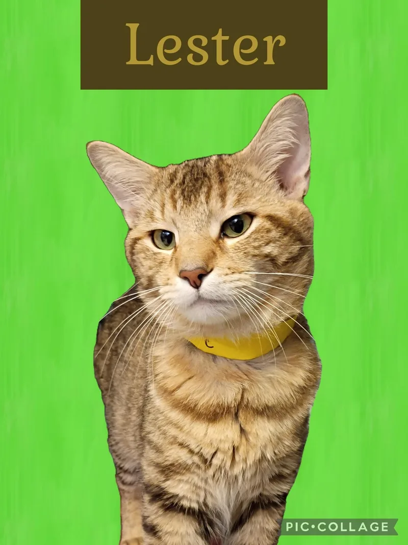 An adult medium-sized male Tabby cat named Lester for adoption in Muncie, IN
