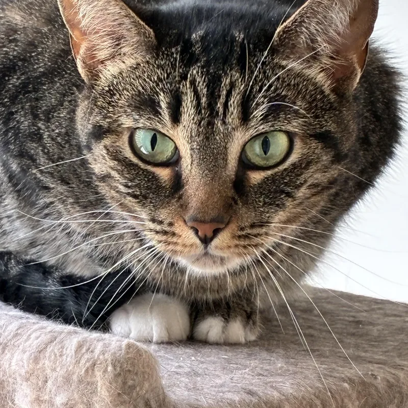 An adult medium-sized female Tortoiseshell cat named Torti Mac for adoption in Denver, NC