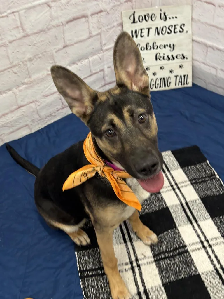 A baby medium-sized female German Shepherd Dog dog named Goji for adoption in Detroit, MI