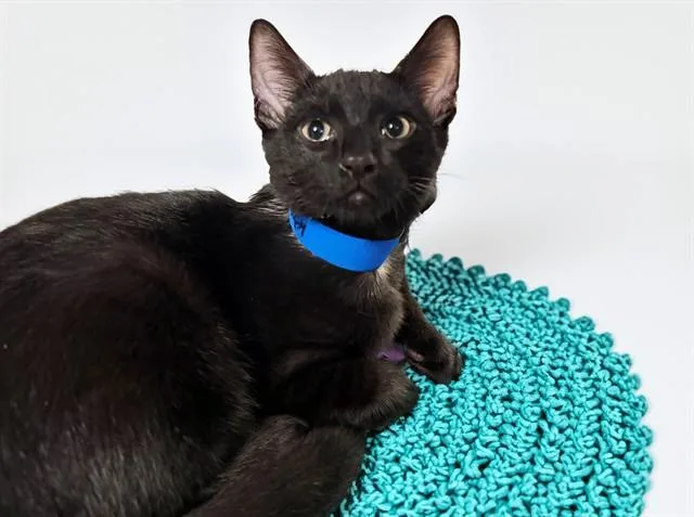 A baby medium-sized male Domestic Short Hair cat named Adam for adoption in Fort Lauderdale, FL