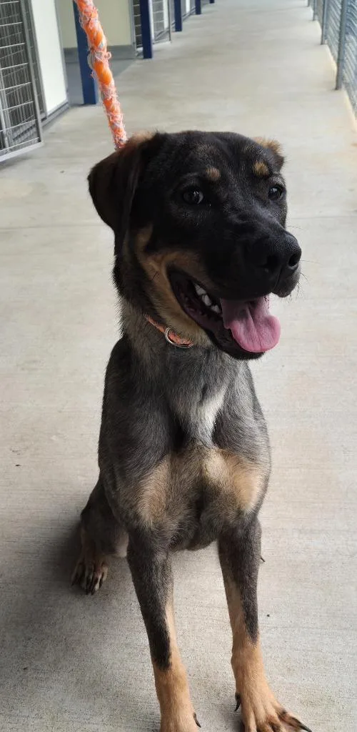 A young large-sized female Terrier dog named Apple for adoption in Athens, TN