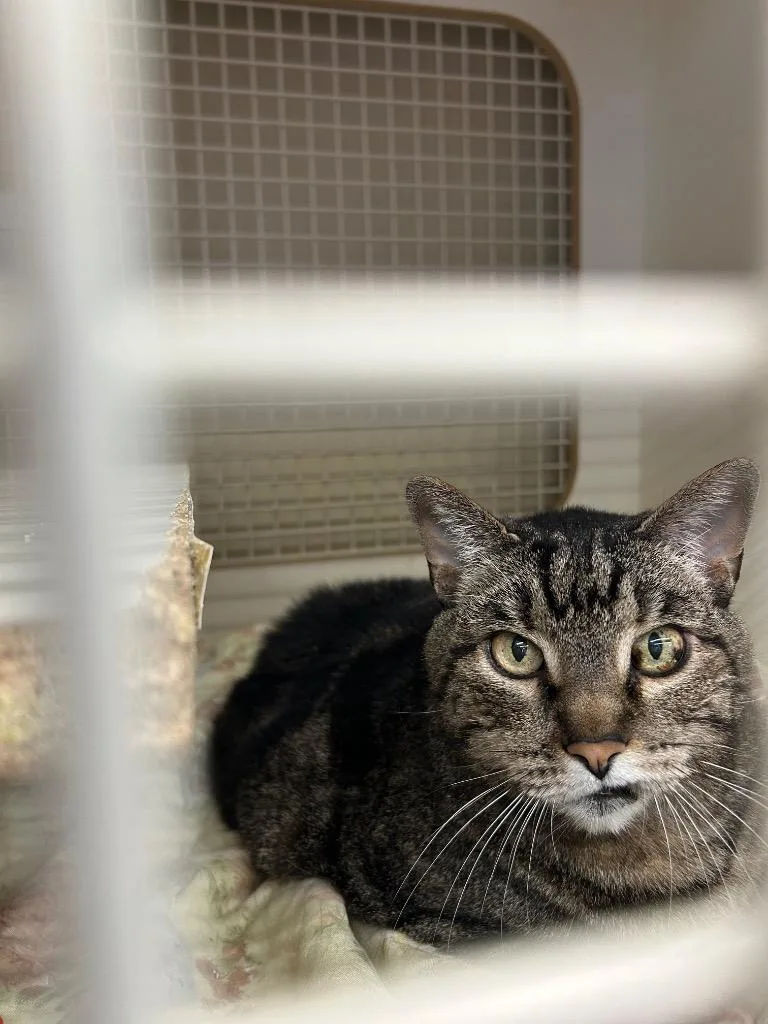A senior medium-sized female Domestic Short Hair cat named Spike for adoption in Mountain Home, AR
