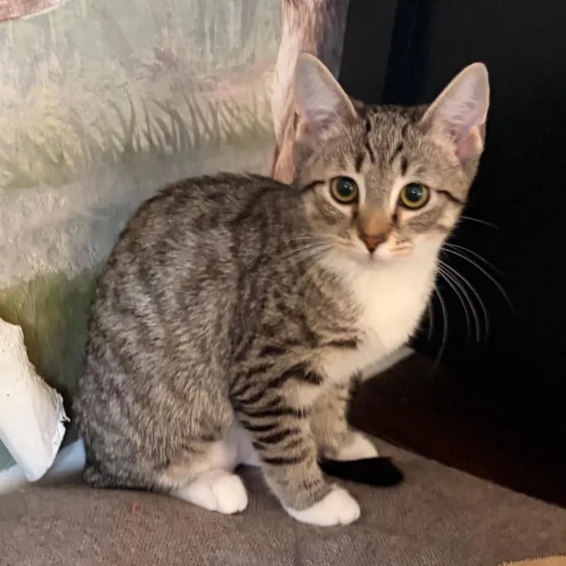 A baby small-sized female Brown / Chocolate Domestic Short Hair cat named Ginger for adoption in Mount Laurel, NJ