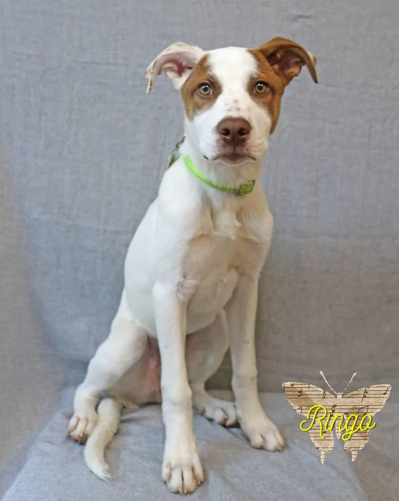 A baby medium-sized male Jack Russell Terrier dog named Ringo for adoption in Wakefield, RI