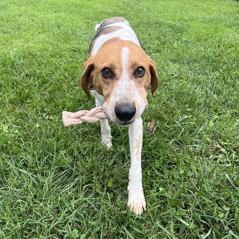 An adult medium-sized male Tricolor (Brown, Black, & White) American Foxhound dog named Clyde for adoption in Fairfax, VA