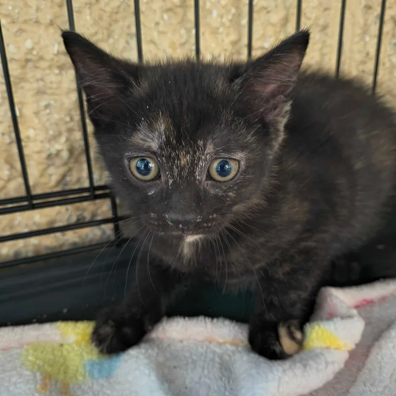A baby small-sized female Tortoiseshell Domestic Short Hair cat named Ariel for adoption in Deerfield, IL