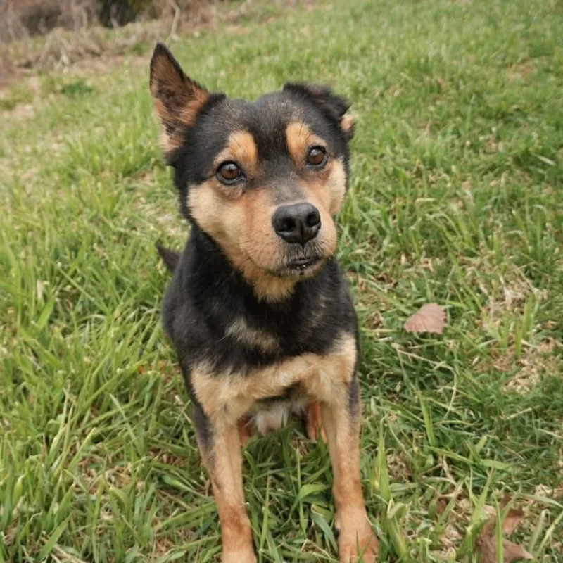 An adult medium-sized male Bicolor Cattle Dog dog named Sammy for adoption in Columbia, MD
