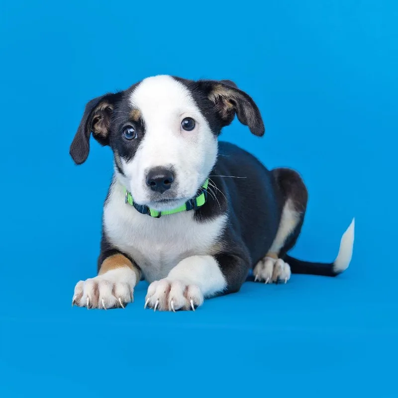 A baby medium-sized male Black Mixed Breed dog named Breakfast Burrito for adoption in Franklin, TN