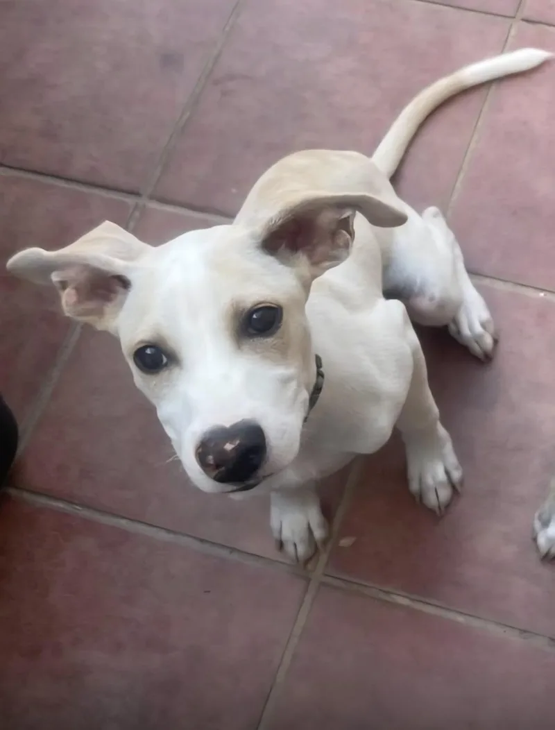 A baby medium-sized male Apricot / Beige Shepherd dog named Mash for adoption in New York, NY