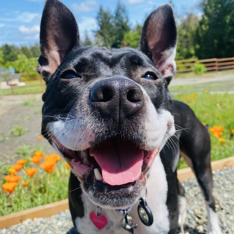 A senior medium-sized female Pit Bull Terrier dog named Winnie for adoption in Port Townsend, WA
