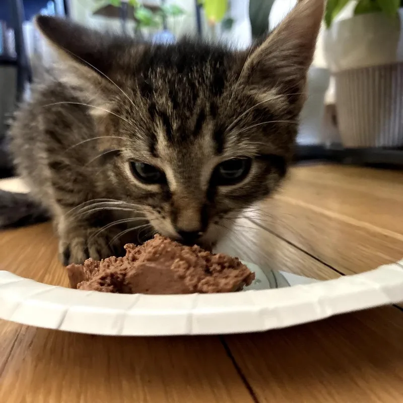 A baby small-sized male Brown / Chocolate Domestic Short Hair cat named Alix for adoption in East Hanover, NJ