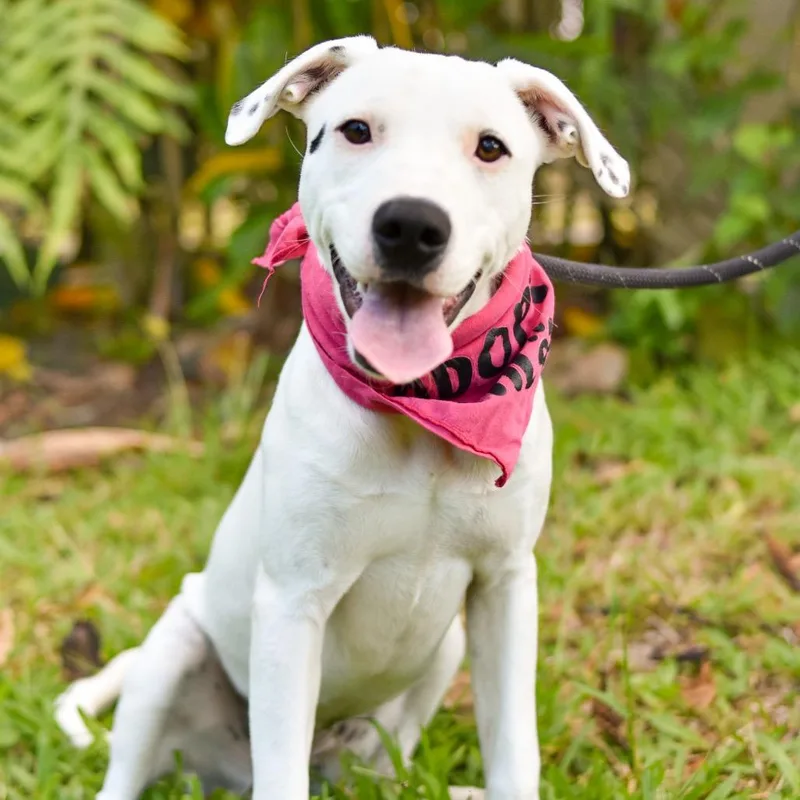 A young medium-sized female White / Cream Mixed Breed dog named Vanilla Bean for adoption in Kailua Kona, HI