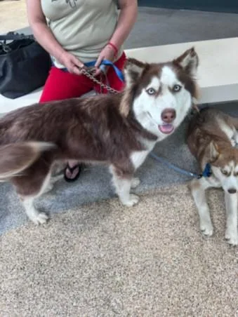 A young large-sized female Siberian Husky dog named Mella for adoption in Los Angeles, CA
