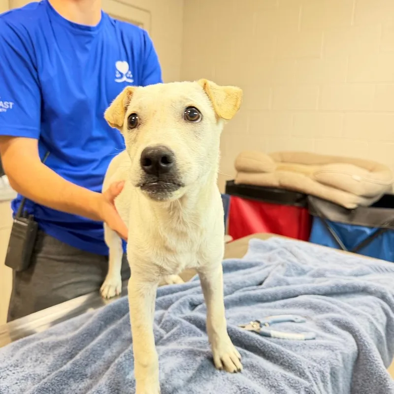 A baby small-sized female Yellow Labrador Retriever dog named Vida for adoption in Englewood, FL