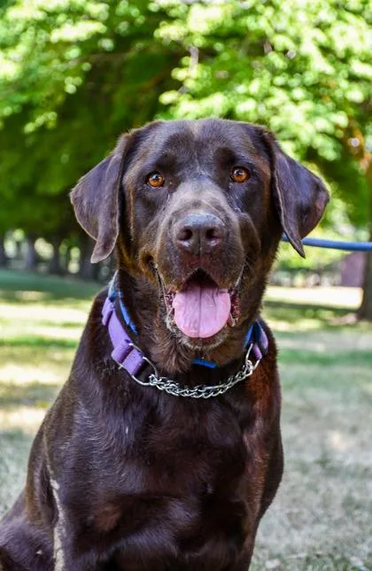 An adult large-sized male Labrador Retriever dog named Clever II for adoption in Yakima, WA