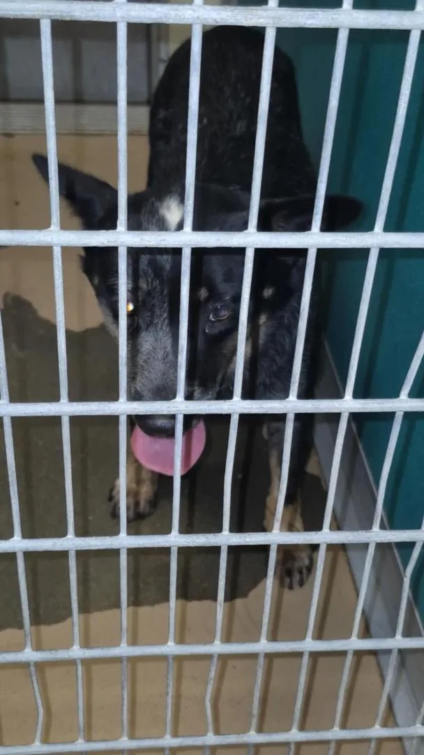 An adult medium-sized male Australian Cattle Dog / Blue Heeler dog named Roo for adoption in Texas City, TX